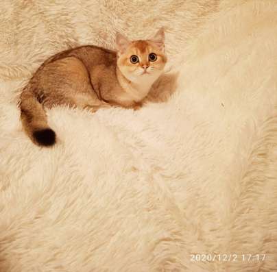 Продам котиков британских фото 5