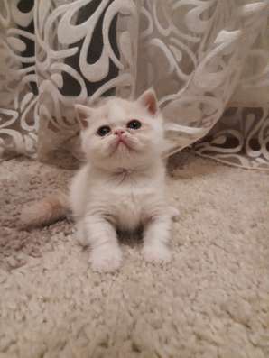 Экзотический котенок фото 4