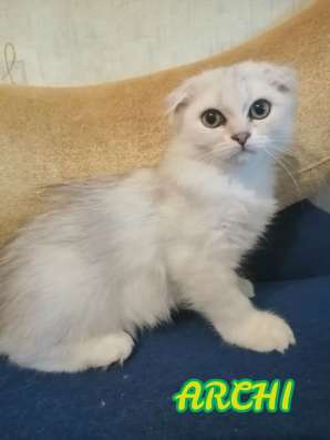 Продажа шотландских котят в Симферополе