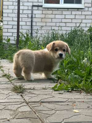 Вельш корги пемброк фото 4