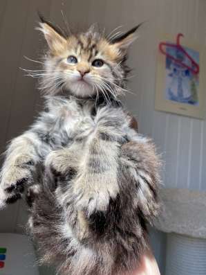 Kitten MaineCoon в Москве фото 13