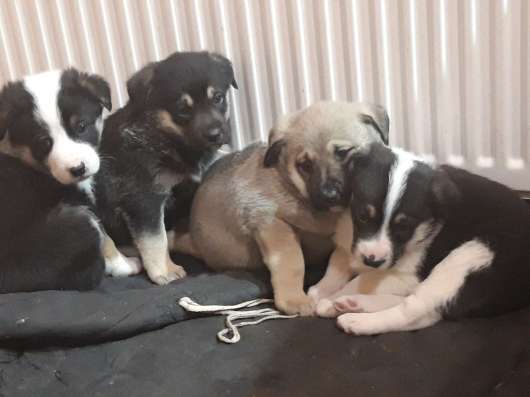Продам щенков. бабушка немецкая овчарка, дед сенбернар