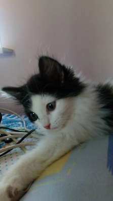 Котята в Новосибирске фото 4