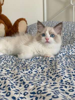Котята рэгдолл