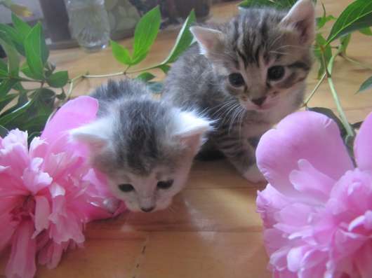 Котята ищут свои дома
