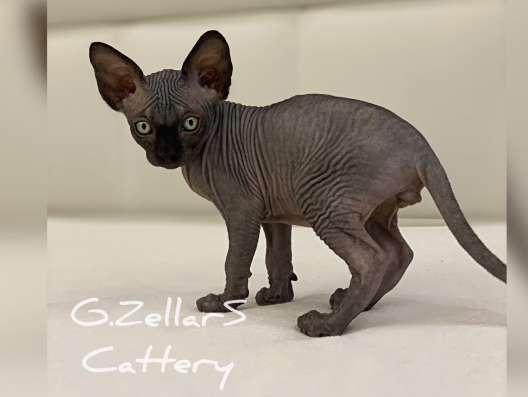 Sphynx Male Чёрный красавчик в Москве фото 4
