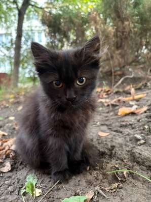 Отдам котят СРОЧНО! в Краснодаре фото 5