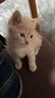 Котята в Черкесске фото 3