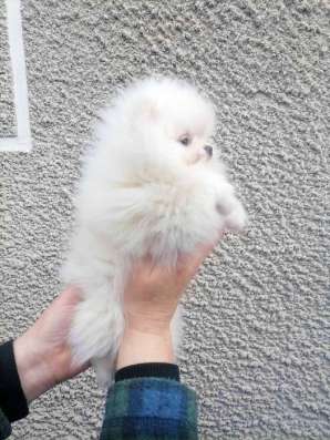 Померанский шпиц мини