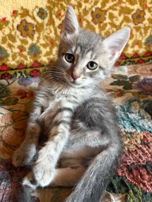 отдам котят в хорошие руки