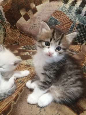 Милые котята в добрые руки в Томске фото 3