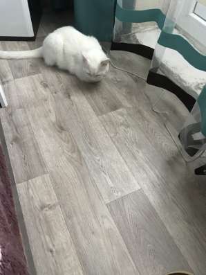 Отдам в добрые руки кота Кокоса в Домодедове