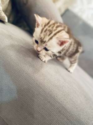 Шотландские котята в Копейске фото 7