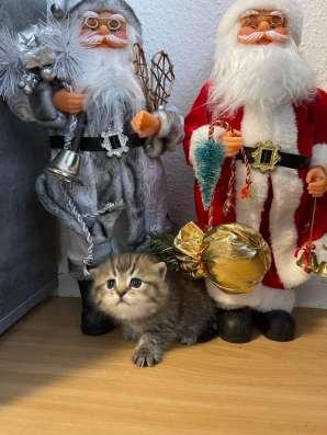 Породистые котята фото 4