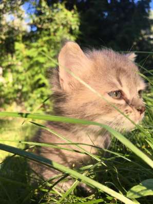 Котята сибирские в Владимире фото 4