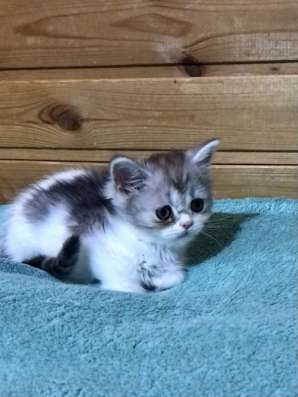Британская короткошёрстный кот в Липецке