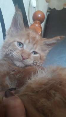 Котята мейн-кун в Волгограде