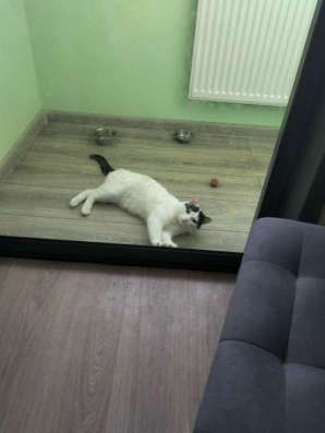 Отдам котенка в добрые руки! в Екатеринбурге фото 4