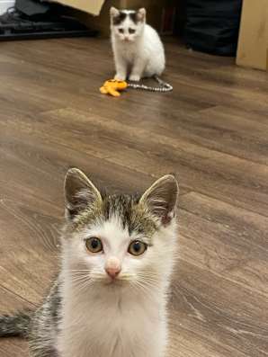 Отдам котят в добрые руки в Благовещенске фото 3