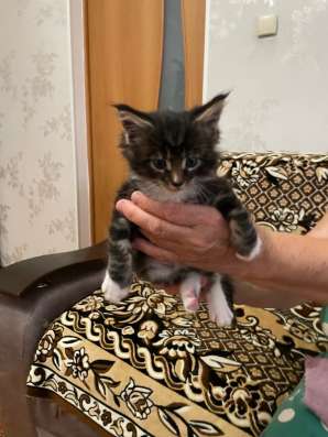Котята мейн-кун в Краснодаре фото 3