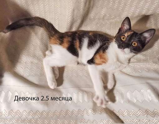 Четыре маленьких сердечка ищут хозяев в Москве