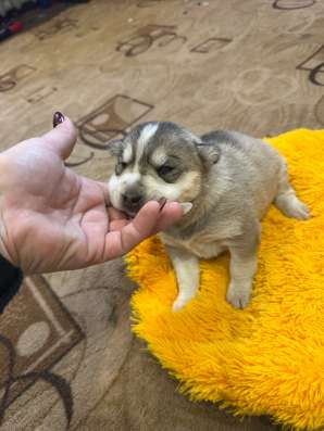 Продам щенят хаски метисы в Новокузнецке фото 3
