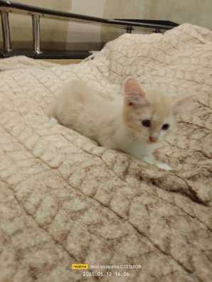 Котята в хорошие руки фото 10