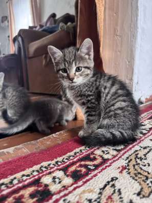 Котята в добрые руки. Бесплатно