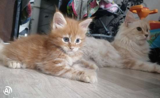 Котята Мейн-Кун в Владимире фото 4