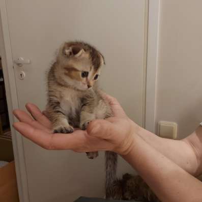 Шотландские вислоухие котята фото 10