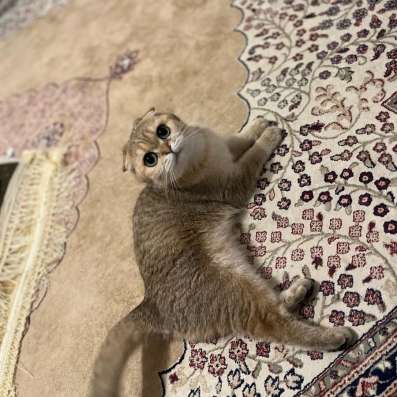 Vende femelle scottish fold
