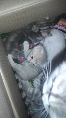 Котята британской кошечки