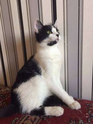 Котенок тимоша ищет дом фото 7