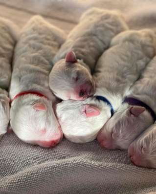 Bichon frise puppies