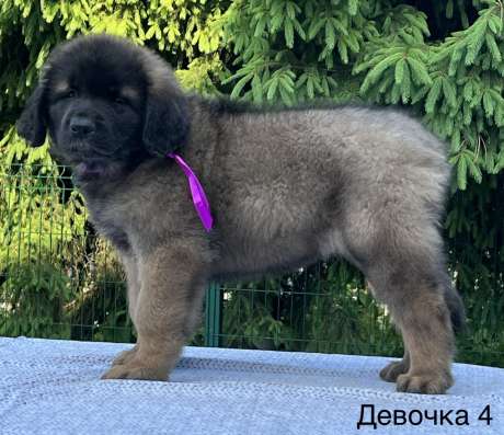 Щенки леонбергера 20.04.23 г в Домодедове фото 8