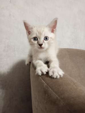 Котята-1, 2 месяца в добрые руки