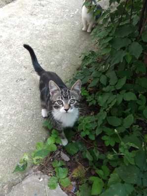 Котята с улицы