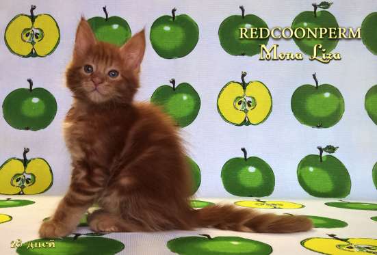 Котенок мейн кун красный солид. Шоу класс в Перми фото 8
