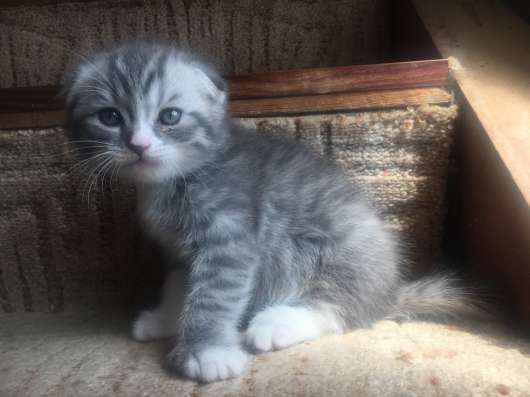 Котята: Британец и Вислоухие Шотландцы фото 13