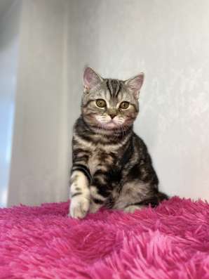 Британский котёнок в Екатеринбурге фото 6