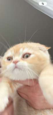 Котёнок Шотландский