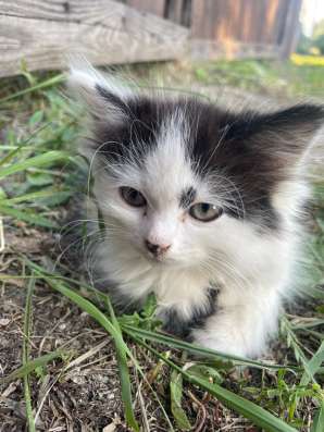 Потерялась кошечка