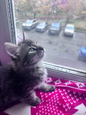 Котенок мальчик 2 месяца в добрые руки в Москве