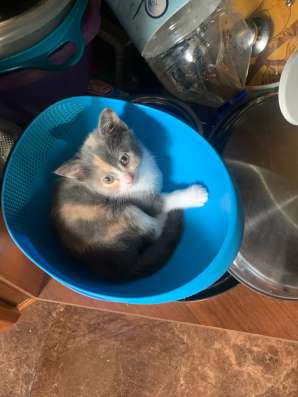 Котенок в добрые руки в Махачкале