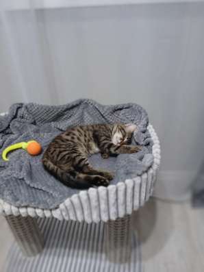 Котенок мальчик 2 месяца в добрые руки в Москве фото 9