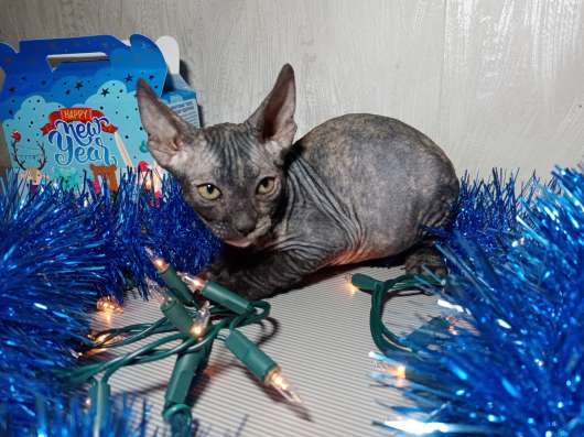 Котята донского сфинкса Гродно