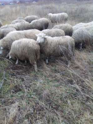 Продам баранов