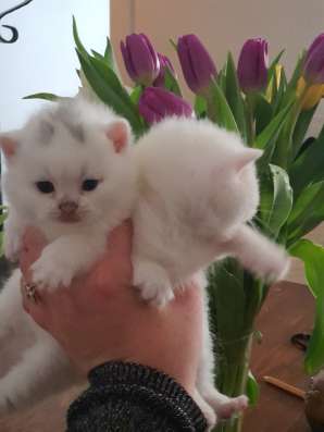 Британские котята, разного возраста, большой выбор