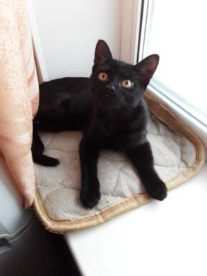 Котёнок бесплатно в Коломне фото 4