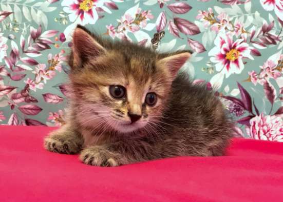 Котенок 1 месяц в Кстове фото 3